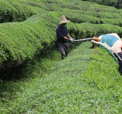江西浮梁8萬畝大宗茶迎來生產旺季 助力鄉村振興