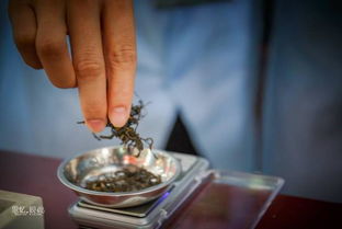 廣東茶行業技能大賽開賽，制茶匠人一展傳統技藝