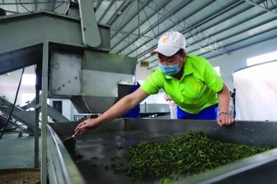 修文縣六屯鎮 以茶帶旅、以旅興茶、茶旅富民，譜寫鄉村振興新篇章