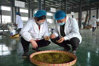 興仁 春茶飄香季，茶園開采忙