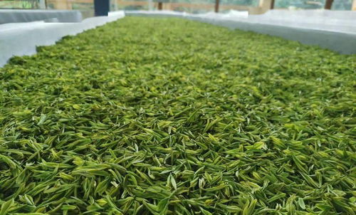 曲江茶谷白葉茶加工廠正式投入運營，開啟茶葉加工新篇章